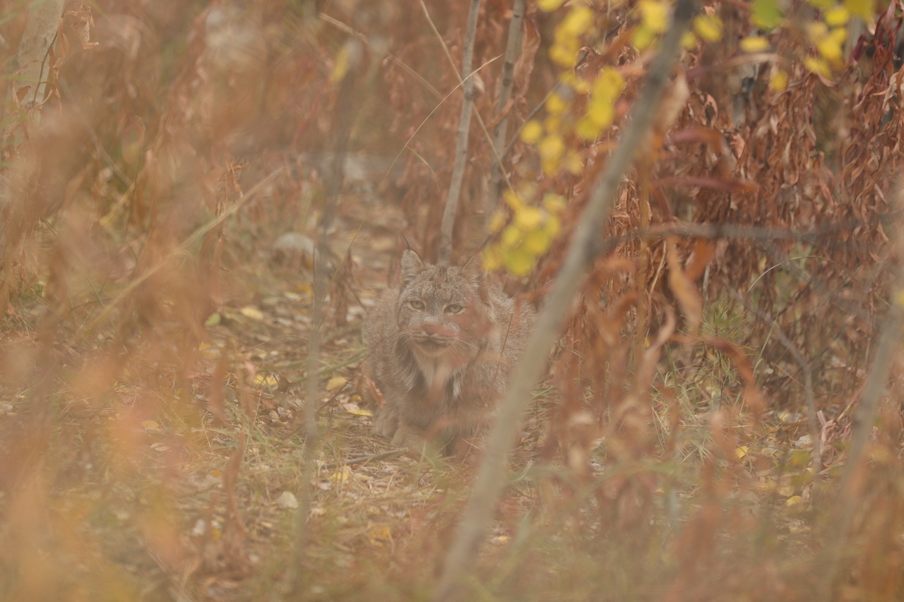 Canada Lynx