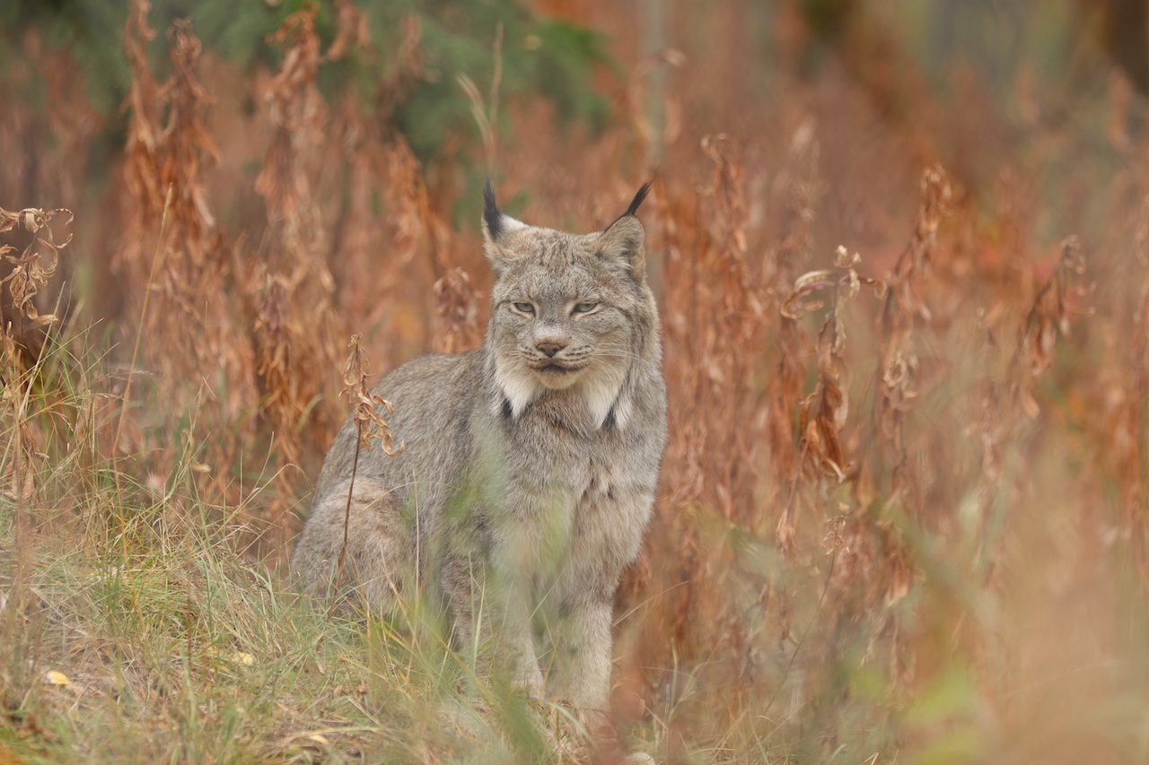 Canada Lynx