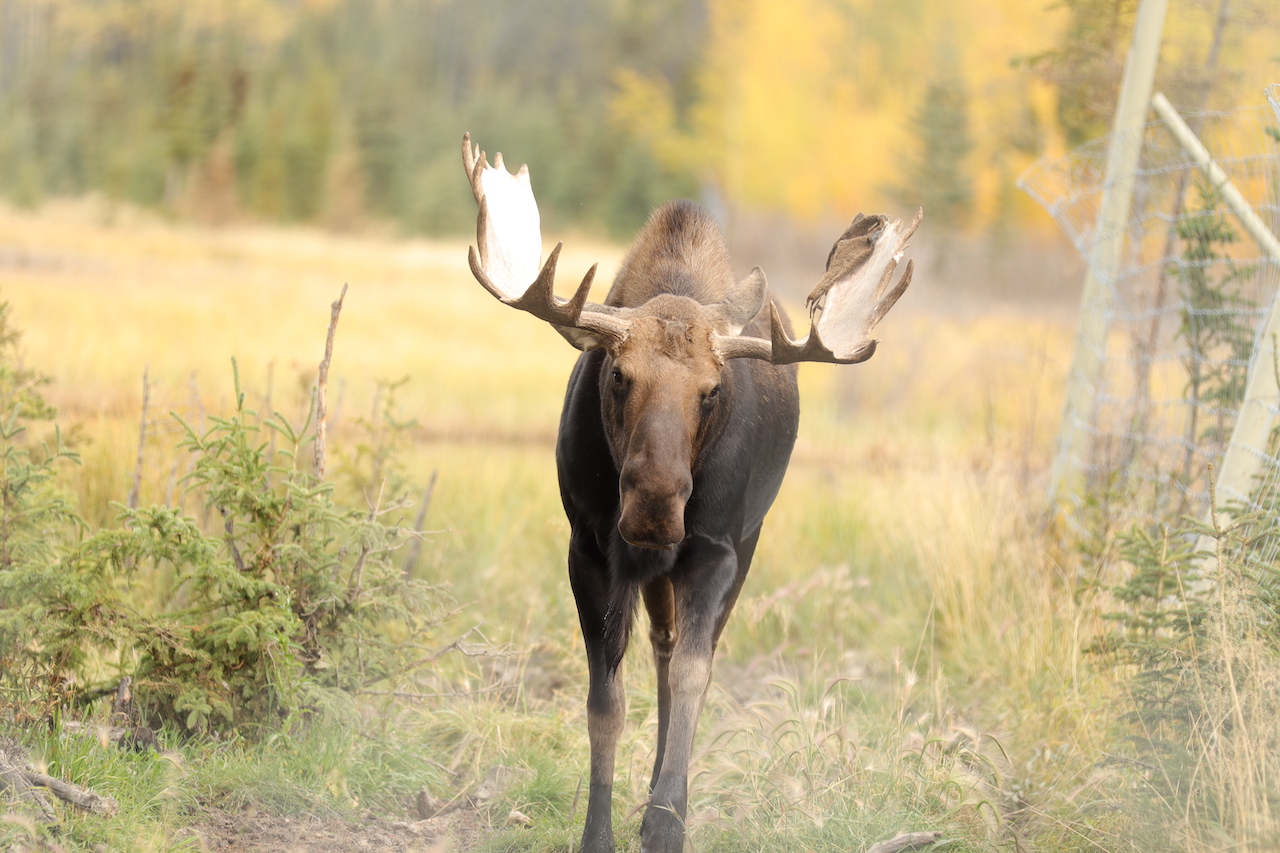 Moose