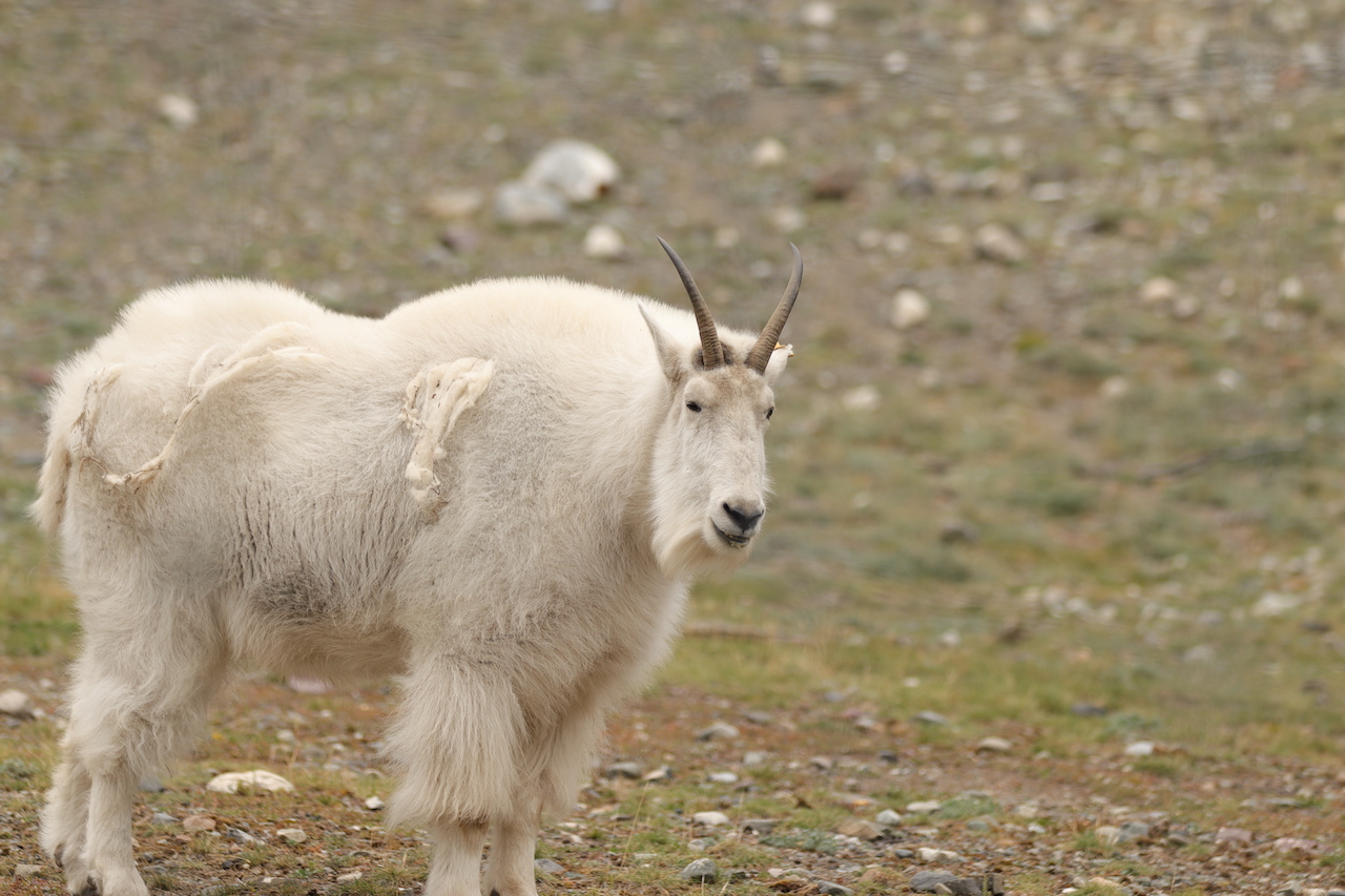 Mountain Goat