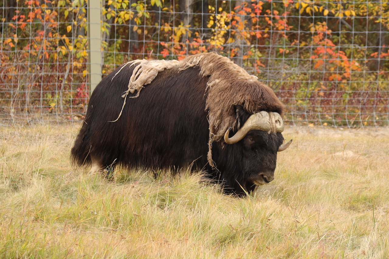 Muskox