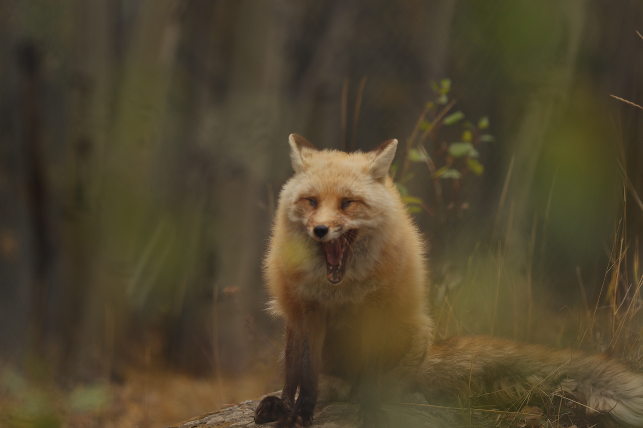 Red Fox