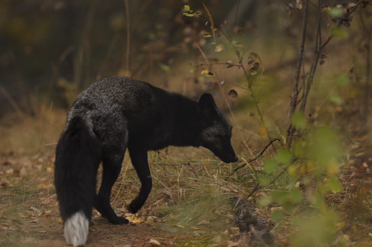 Red Fox