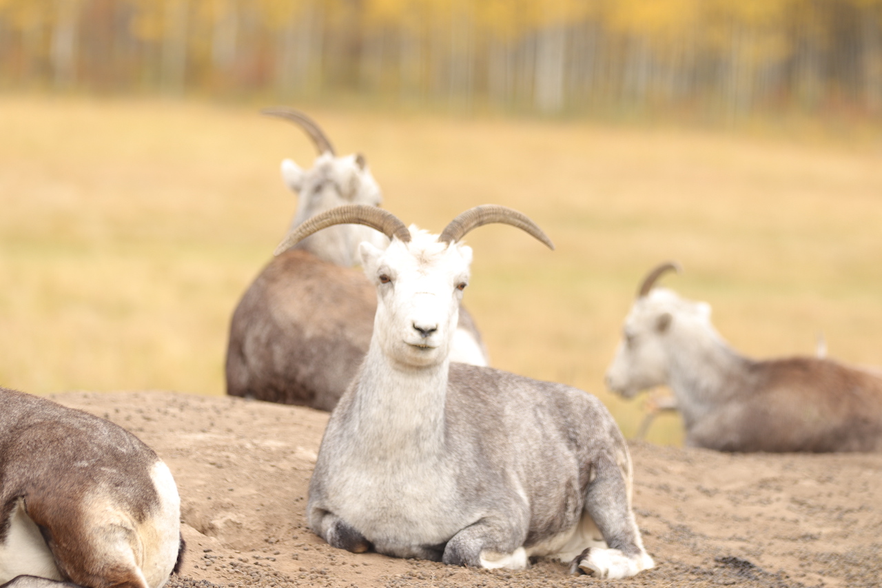 Thin Horn Sheep