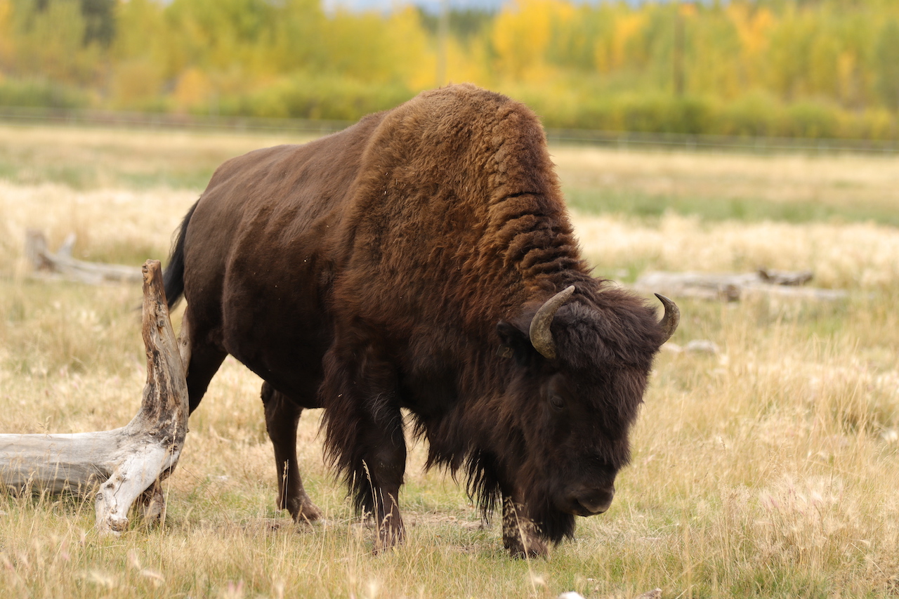 Wood Bison